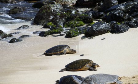 Foto de Observación de tortugas en Hookipa Beach, Hana Highway, Isla de Maui, Hawai - Estados Unidos - Imagen libre de derechos