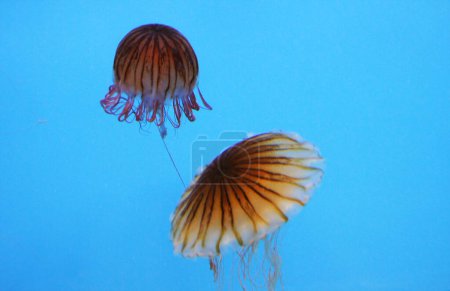 Chrysaora hysoscella, Baltimore Aquarium, Maryland - Vereinigte Staaten