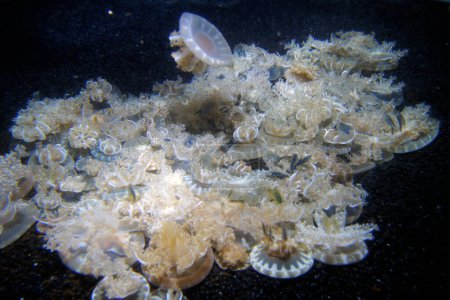 Qualle Cassiopea Xamachana, Baltimore Aquarium, Maryland - Vereinigte Staaten