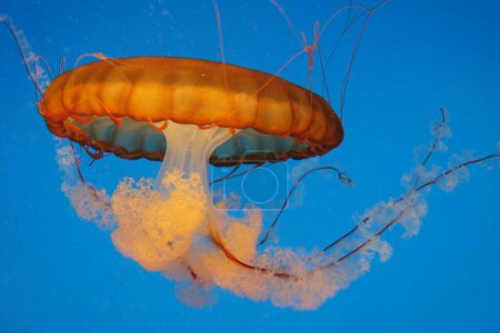 Foto de Ortiga marina, Chrysaora fuscescens, Baltimore Aquarium, Maryland - Estados Unidos - Imagen libre de derechos