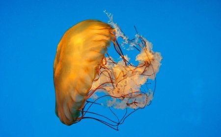 Ortie marine, Chrysaora fuscescens, Baltimore Aquarium, Maryland - États-Unis