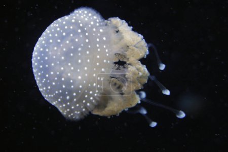 Weißfleckige Qualle, Baltimore Aquarium, Maryland - Vereinigte Staaten