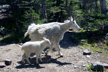 American mountain goat, Glacier National Park, Montana - United States