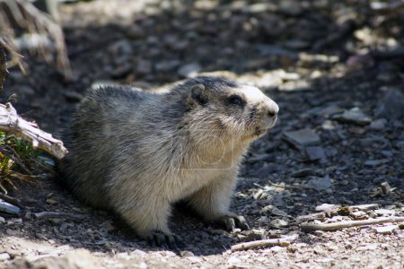 Photo for Groundhog, Glacier National Park, Montana - United States - Royalty Free Image
