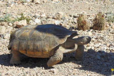 Photo for Desert Tortoise, Red Rock Canyon, Las Vegas, Nevada - United States - Royalty Free Image