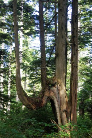 Candelabra Tree, Olympic National Park, Washington State - Vereinigte Staaten