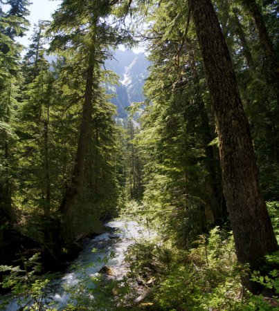 Rivière à Mount Rainier, comté de Pierce, État de Washington - États-Unis