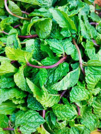 Green mint peppermint leaves leaf aromatic flavoring vegetable spice food ingredient pudina menta herb menthe poivree image hortela-pimenta closeup view photo