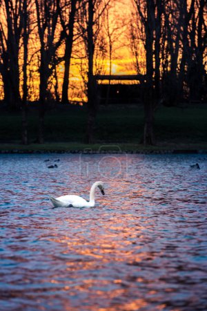 Swan swimming in the beautiful river in Croatia, welcoming the first rays of sun