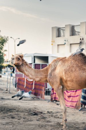 Téléchargez les photos : Chameaux attendant sur la ferme pour le propriétaire et le un nouvel emploi, Moyen-Orient, golfe, doha, qatar - en image libre de droit