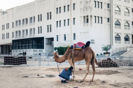 Téléchargez les photos : Chameaux attendant sur la ferme pour le propriétaire et le un nouvel emploi, Moyen-Orient, golfe, doha, qatar - en image libre de droit