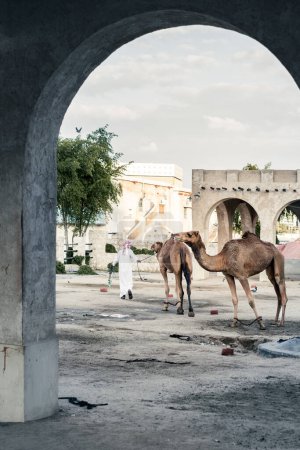 Téléchargez les photos : Chameaux attendant à la ferme pour leur propriétaire et le un nouvel emploi, nourriture et eau, Moyen-Orient, golfe, doha, qatar - en image libre de droit