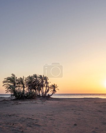 Téléchargez les photos : Groupe de palmiers au beau coucher de soleil avec fond jaune et bleu - en image libre de droit