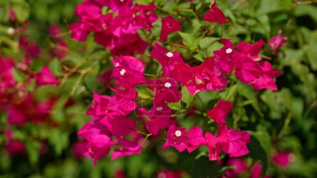 Photo for Beautiful flowers at San Jose Mission in San Antonio - travel photography - Royalty Free Image