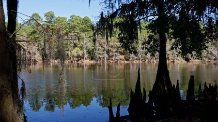 Photo for Caddo Lake State Park in Texas with its amazing vegetation and landscape - travel photography - Royalty Free Image