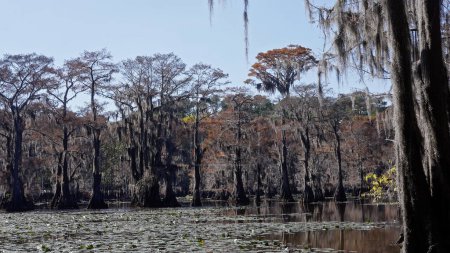 Photo for Caddo Lake State Park in Texas with its amazing vegetation and landscape - travel photography - Royalty Free Image