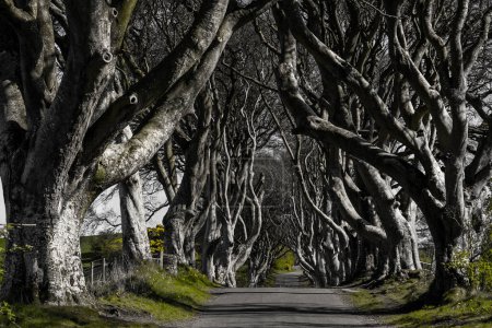 The Dark Hedges in Northern Ireland - landscape photography