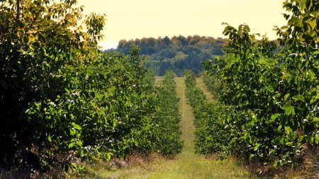 farm, fields of walnut plantations. rows of healthy walnut trees in a rural plantation with ripening walnuts on trees on a sunny day. High quality photo