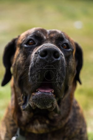 Photo for Portrait of Dogo Canario also called Presa Canario a dog originated in the Canary Islands in Spain - Royalty Free Image