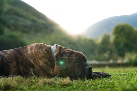 Photo for Portrait of Dogo Canario or Presa Canario a dog originated in the Canary Islands, Spain lying down in the grass in the sunset landscape - Royalty Free Image