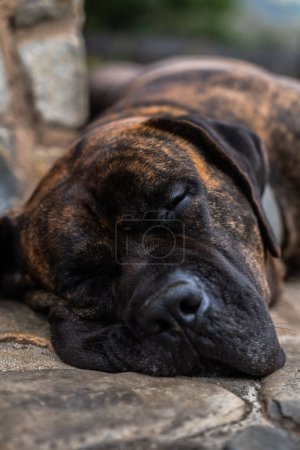 Photo for Portrait of Dogo Canario or Presa Canario a dog originated in the Canary Islands, Spain lying down having a rest - Royalty Free Image