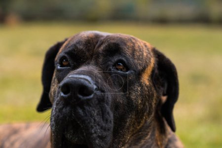 Photo for Portrait of Dogo Canario also called Presa Canario a dog originated in the Canary Islands, Spain in the nature - Royalty Free Image