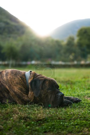 Photo for Portrait of Dogo Canario or Presa Canario a dog originated in the Canary Islands, Spain lying down in the grass in the sunset landscape - Royalty Free Image