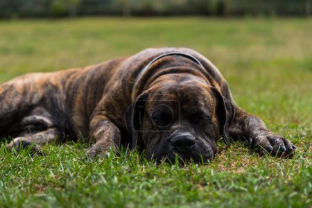 Photo for Portrait of Dogo Canario or Presa Canario a dog originated in the Canary Islands, Spain lying down in the grass evolved in the nature - Royalty Free Image