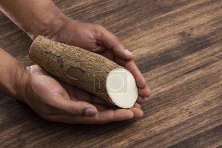 Photo for Manihot Esculenta - Fresh Organic Cassava Root - Royalty Free Image
