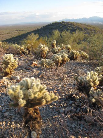 Téléchargez les photos : Ours en peluche Cholla Forest Sonoran Desert Arizona - en image libre de droit