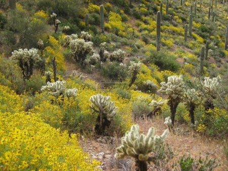 Foto de Floreciendo Brittlebush y exuberantes plantas de Cholla Abril en Arizona en las montañas de la superstición - Imagen libre de derechos