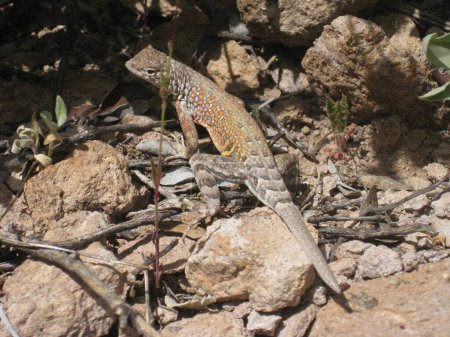 Foto de Common Lesser Eared Lizard encontrado en Arizona. Foto de alta calidad - Imagen libre de derechos