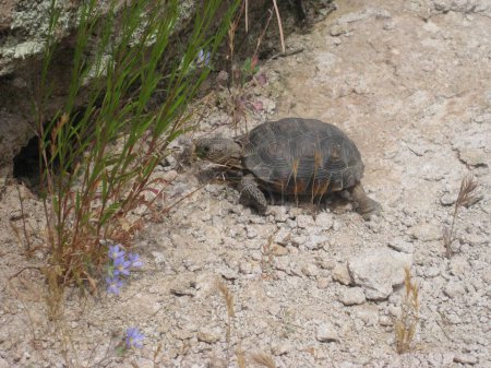 Photo for Cute Little Desert Tortoise Crossing Trail in Arizona by Wildflowers - Royalty Free Image