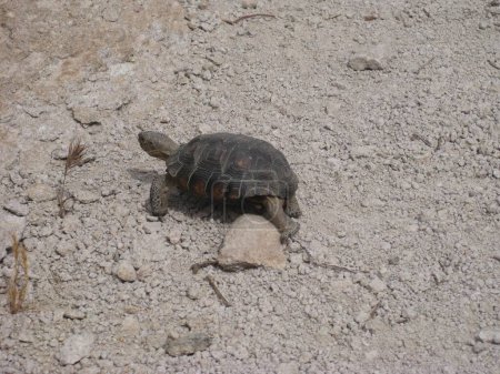 Photo for Adorable Desert Tortoise Stumbling Over a Rock . High quality photo - Royalty Free Image