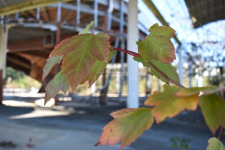 Téléchargez les photos : Focus on Leaves of Plant in Abandoned Building Kinston North Carolina. Photo de haute qualité - en image libre de droit