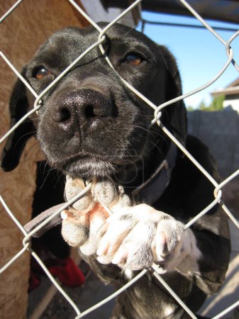 Foto de Triste perro de mezcla de laboratorio negro con pata en la cerca de eslabón de cadena. Foto de alta calidad - Imagen libre de derechos