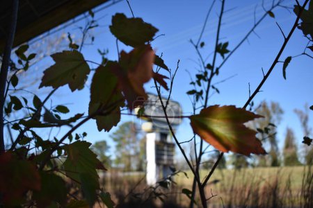 Téléchargez les photos : Leaves, Plant in Abandoned Building Kinston North Carolina. High quality photo - en image libre de droit