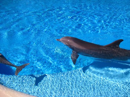 Delfine schwimmen im Pool des Mirage Hotel Casino Exhibit, Siegfried and Roys Secret Garden und Delphin Habitat. Hochwertiges Foto