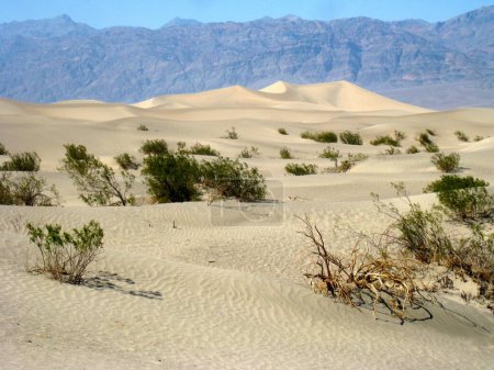 Téléchargez les photos : Scenic Mesquite Flats Sand Dunes in Death Valley National Park. High quality photo - en image libre de droit
