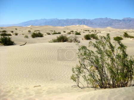 Téléchargez les photos : Scenic Mesquite Flats Sand Dunes in Death Valley. High quality photo - en image libre de droit