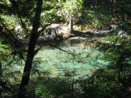 Ohanapecosh Hot Springs Trail in Mount Rainier National Park . High quality photo