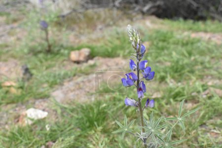 Téléchargez les photos : Lupin Blooming in Arizona Springtime, Randonnée pédestre Picketpost Trail. Photo de haute qualité - en image libre de droit