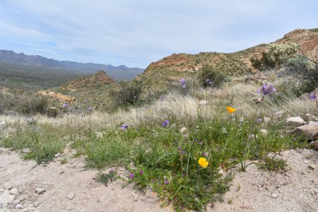 Foto de Wildflowers and View of Superstition Mountains from Picketpost Trail. Foto de alta calidad - Imagen libre de derechos