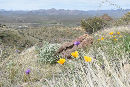 Foto de Wildflowers in Foreground, Superstition Mountains from Picketpost Trail. Foto de alta calidad - Imagen libre de derechos