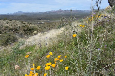 Foto de Wildflowers and Superstition Mountains from Picketpost Trail. Foto de alta calidad - Imagen libre de derechos