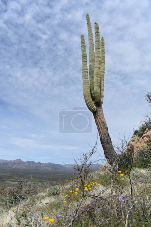 Foto de Saguaro Creciendo en el lado de Picketpost Mountain Arizona Desert Scenery. Foto de alta calidad - Imagen libre de derechos