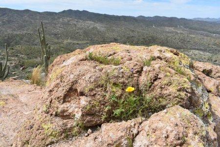 Foto de Spring in Arizona, Wildflowers and Grass Growing from Rocks (en inglés). Foto de alta calidad - Imagen libre de derechos