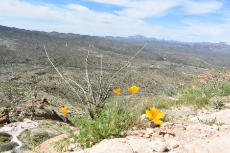Foto de Primavera en las montañas de la superstición, flores silvestres en Picketpost Trail. Foto de alta calidad - Imagen libre de derechos