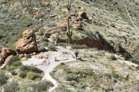 Photo for Spring in the Superstition Mountains, Hiker Descending Picketpost Mountain . High quality photo - Royalty Free Image