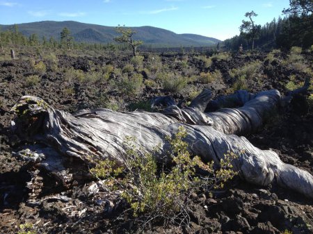 Foto de Tronco de árbol torcido caído en Lava Butte, Bosque Nacional Deschutes. Foto de alta calidad - Imagen libre de derechos